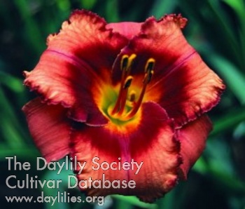 Daylily Least Expected